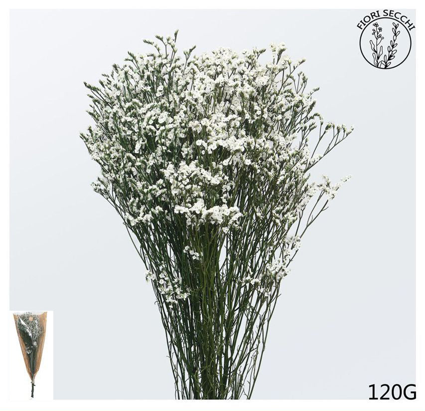 Bunch of white stoebe 65-70cm 120gr